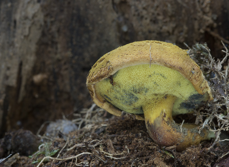 Buchwaldoboletus lignicola